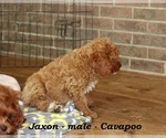 Small #1 Cavapoo