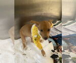 Small #7 Beagle-Chihuahua Mix