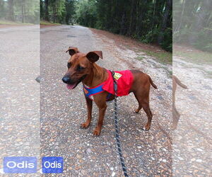 Mutt Dogs for adoption in Farmerville, LA, USA