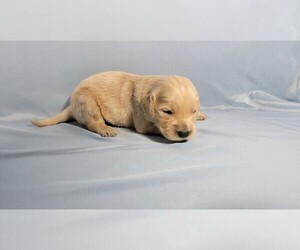 Medium Golden Retriever