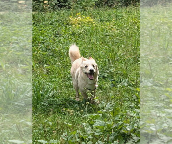 Medium Photo #2 German Shepherd Dog-Unknown Mix Puppy For Sale in Bellingham, WA, USA