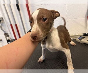 Mutt Dogs for adoption in Corona, CA, USA