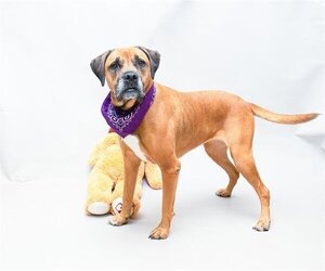 Boxer-Unknown Mix Dogs for adoption in Sanford, FL, USA