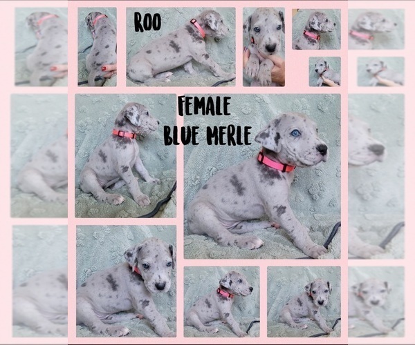 Medium Photo #2 Great Dane Puppy For Sale in CORONA, CA, USA