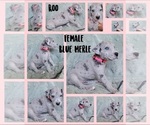 Small Photo #2 Great Dane Puppy For Sale in CORONA, CA, USA