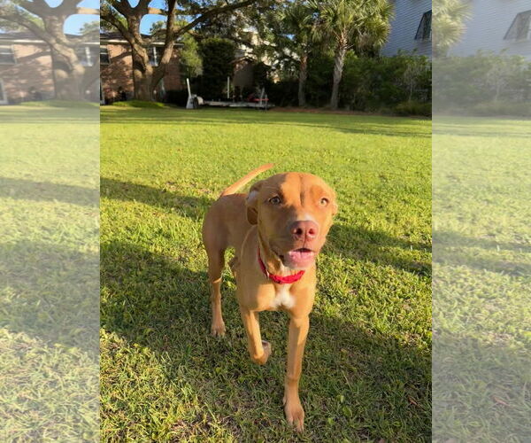 Medium Photo #7 Mutt Puppy For Sale in Johns Island, SC, USA
