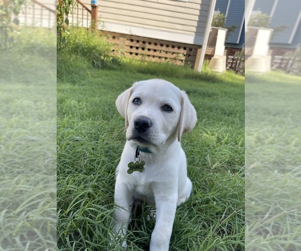 Medium Photo #2 Labrador Retriever Puppy For Sale in LOUISBURG, NC, USA