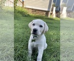 Small #1 Labrador Retriever
