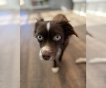 Small Photo #1 Miniature Australian Shepherd Puppy For Sale in EASTANOLLEE, GA, USA