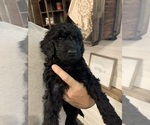 Small Photo #4 Poodle (Standard) Puppy For Sale in PLANT CITY, FL, USA