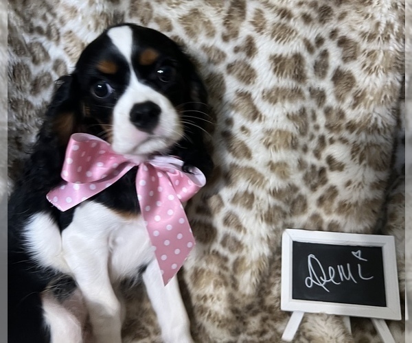 Medium Photo #1 Cavalier King Charles Spaniel Puppy For Sale in ABILENE, TX, USA