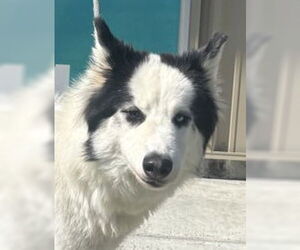 Siberian Husky Dogs for adoption in Salinas, CA, USA