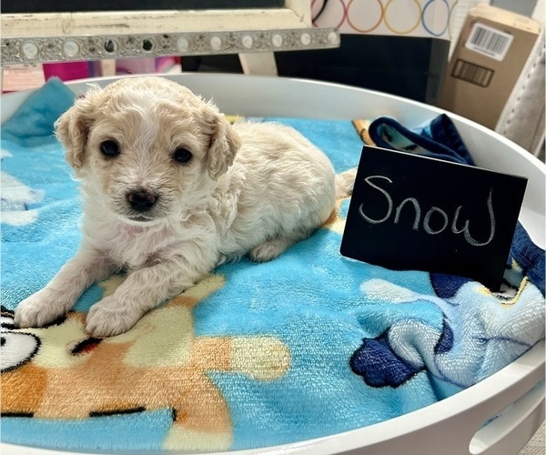 Medium Photo #8 YorkiePoo Puppy For Sale in MONTGOMERY VILLAGE, MD, USA