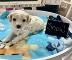 Puppy 3 YorkiePoo