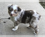 Small Photo #2 Miniature Australian Shepherd Puppy For Sale in HOWE, OK, USA