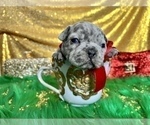 Small Photo #52 French Bulldog Puppy For Sale in HAYWARD, CA, USA