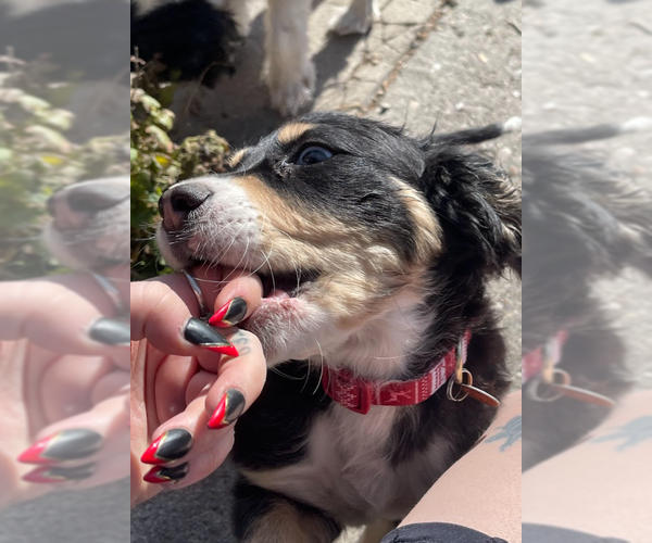 Medium Photo #3 Bernese Mountain Dog-Unknown Mix Puppy For Sale in Sandy, UT, USA