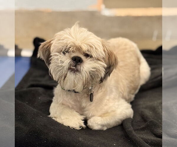 Medium Photo #4 Shih Tzu-Unknown Mix Puppy For Sale in Sykesville, MD, USA
