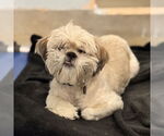 Small #3 Shih Tzu Mix
