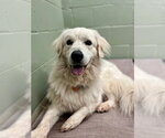 Small Great Pyrenees Mix
