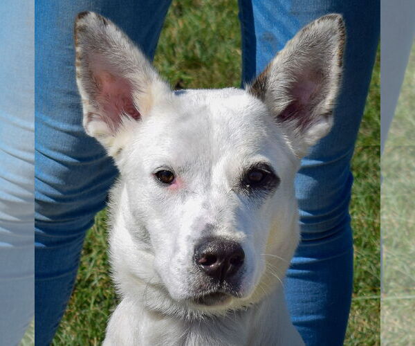 Medium Photo #2 Australian Shepherd-German Shepherd Dog Mix Puppy For Sale in Huntley, IL, USA