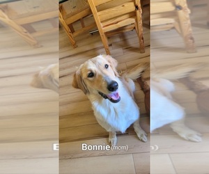 Mother of the Golden Pyrenees-Golden Retriever Mix puppies born on 07/08/2025
