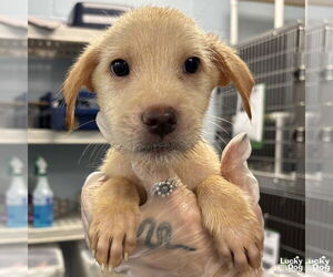Labrador Retriever-Unknown Mix Dogs for adoption in Washington, DC, USA