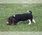 Small #2 Basset Hound