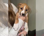 Small #2 American Pit Bull Terrier Mix