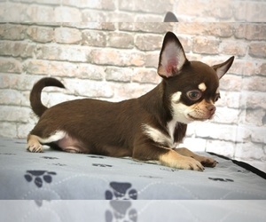Chihuahua Puppy for Sale in MAPLE GROVE, Minnesota USA
