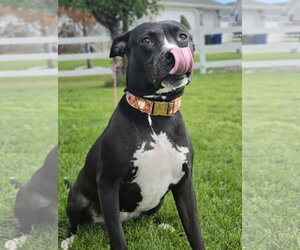 Sassy Marley - Female Mutt Dog for Adoption - Photo #5
