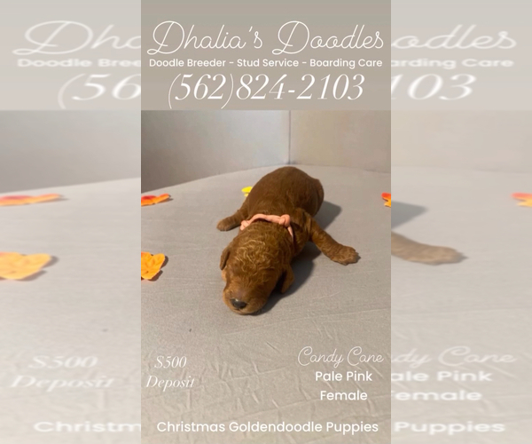Medium Photo #16 Goldendoodle Puppy For Sale in BREA, CA, USA
