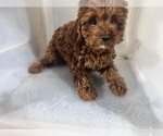 Small #3 Cavapoo