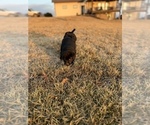 Small Photo #15 Labrador Retriever Puppy For Sale in FALLS CITY, NE, USA