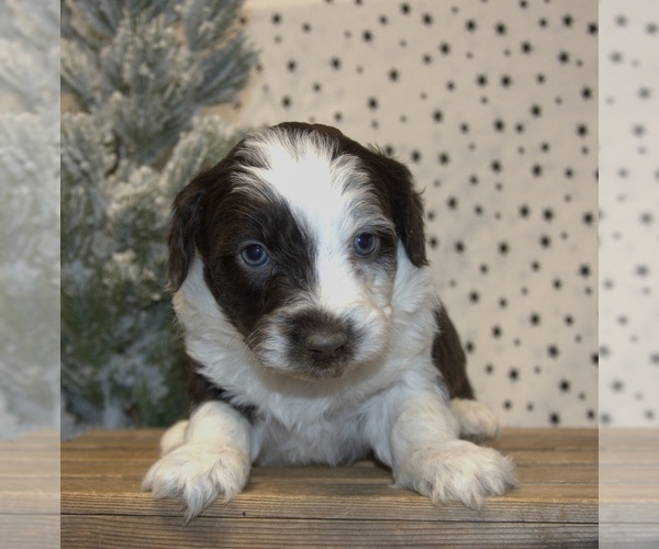 Medium Photo #2 Aussiedoodle Miniature  Puppy For Sale in NEWBERRY, IN, USA
