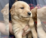Small #1 Golden Retriever