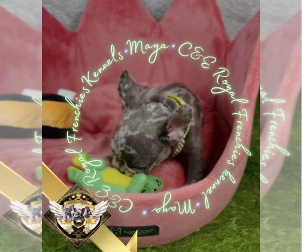 Medium Photo #13 French Bulldog Puppy For Sale in ATHENS, GA, USA