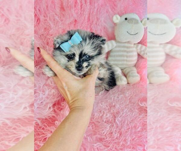 Medium Photo #15 Pomeranian Puppy For Sale in DELRAY BEACH, FL, USA