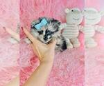 Small #14 Pomeranian