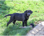 Small Photo #5 Labrador Retriever Puppy For Sale in SYRACUSE, IN, USA