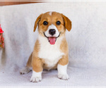 Small #6 Pembroke Welsh Corgi