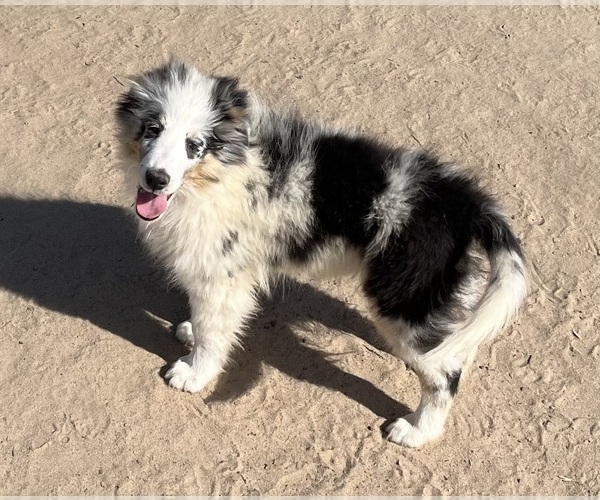 Medium Photo #28 Shetland Sheepdog Puppy For Sale in FORT MORGAN, CO, USA