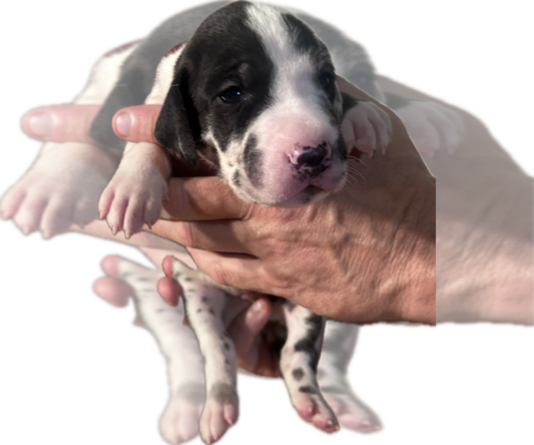 Medium Photo #31 Great Dane Puppy For Sale in WILLIS, TX, USA