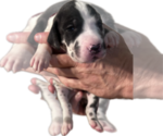 Small Photo #31 Great Dane Puppy For Sale in WILLIS, TX, USA