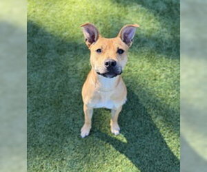 Staffordshire Bull Terrier Dogs for adoption in Salinas, CA, USA