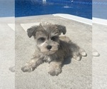 Small Schnauzer (Miniature)