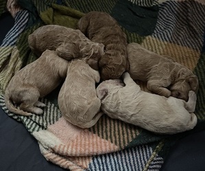 Goldendoodle Litter for sale in ANNA, IL, USA