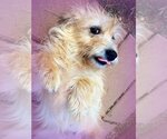Small Photo #11 Mutt Puppy For Sale in Pacolet, SC, USA