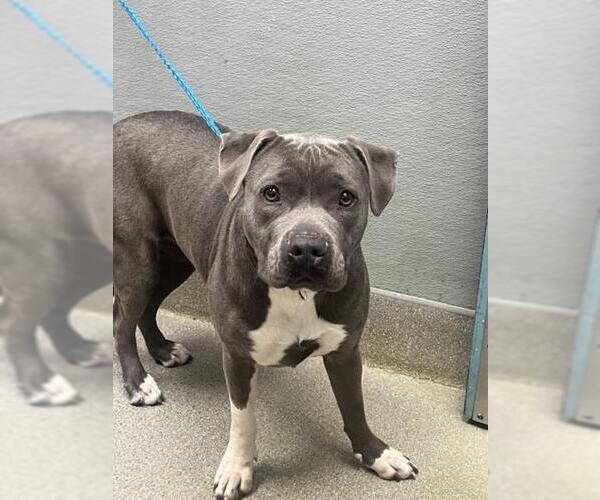 Medium Photo #1 Mutt Puppy For Sale in Las Vegas, NV, USA