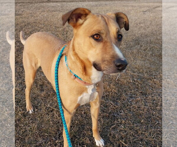 Medium Photo #45 Mutt Puppy For Sale in Fargo, ND, USA